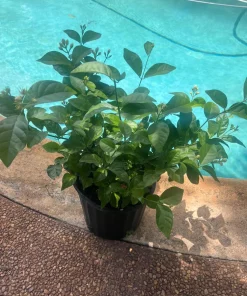 Large Arabian Jasmine Plant in 10
