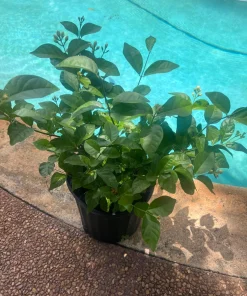 Large Arabian Jasmine Plant in 10