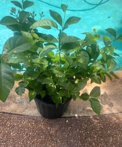 Large Arabian Jasmine Plant in 10