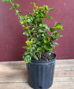 Large Jasmine Grand Duke in 10