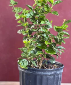 Large Jasmine Grand Duke in 10