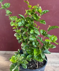 Large Jasmine Grand Duke in 10