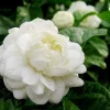 Large Jasmine Grand Duke in 10" Pot Pot, Fragrance, Flowers and Brilliant Green Leaves - Image 1