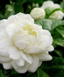 Large Jasmine Grand Duke in 10