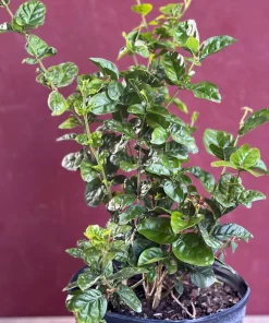 Large Jasmine Grand Duke in 10