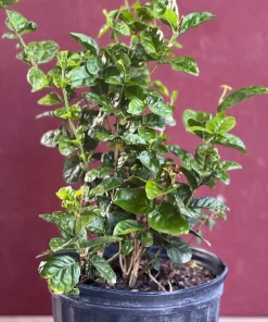 Large Jasmine Grand Duke in 10