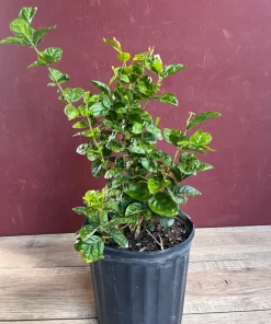 Large Jasmine Grand Duke in 10