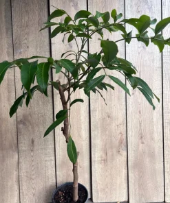 Large kohala longan in 1/2 gallon Pot, air layered, lengkeng, kelengkeng, NO ship to AZ or CA - Image 2