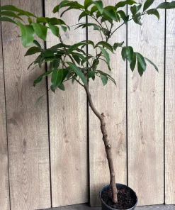 Large kohala longan in 1/2 gallon Pot, air layered, lengkeng, kelengkeng, NO ship to AZ or CA - Image 3