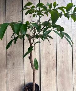 Large kohala longan in 1/2 gallon Pot, air layered, lengkeng, kelengkeng, NO ship to AZ or CA - Image 4