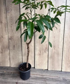 Large kohala longan in 1/2 gallon Pot, air layered, lengkeng, kelengkeng, NO ship to AZ or CA - Image 5