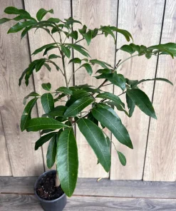 Large kohala longan in 1/2 gallon Pot, air layered, lengkeng, kelengkeng, NO ship to AZ or CA - Image 6