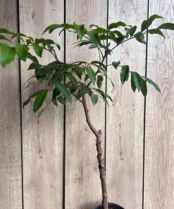 Large kohala longan in 1/2 gallon Pot, air layered, lengkeng, kelengkeng, NO ship to AZ or CA - Image 7