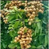 Large kohala longan in 1/2 gallon Pot, air layered, lengkeng, kelengkeng, NO ship to AZ or CA - Image 1