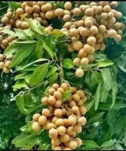 Large kohala longan in 1/2 gallon Pot, air layered, lengkeng, kelengkeng, NO ship to AZ or CA - Image 1