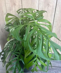 Large, Monstera esqueleto, epipremnoides, 10