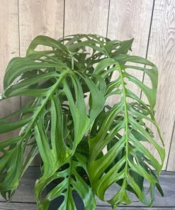 Large, Monstera esqueleto, epipremnoides, 10