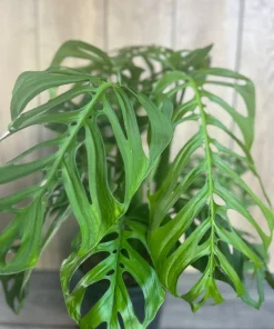 Large, Monstera esqueleto, epipremnoides, 10