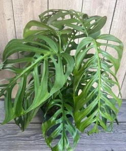 Large, Monstera esqueleto, epipremnoides, 10