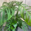 Large, Monstera esqueleto, epipremnoides, 10" Pot - Image 1
