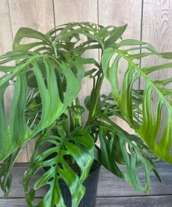 Large, Monstera esqueleto, epipremnoides, 10