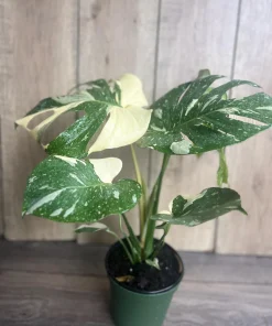 Large, Monstera Thai Constellation' in 6