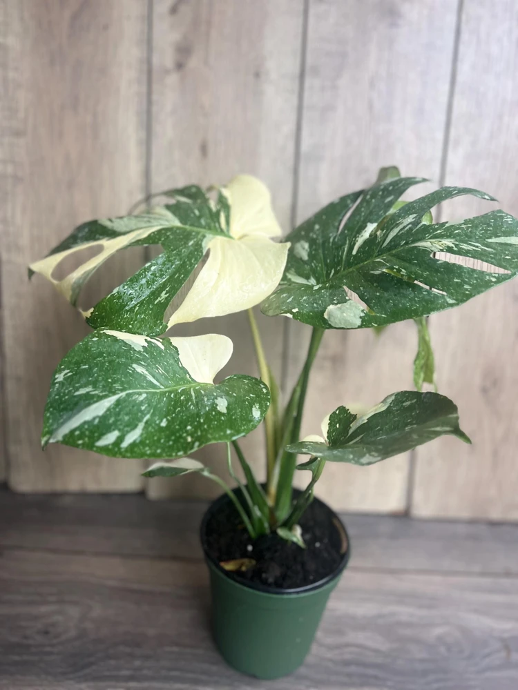 Large, Monstera Thai Constellation' in 6" POT, Thai Con. - Image 2
