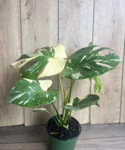 Large, Monstera Thai Constellation' in 6