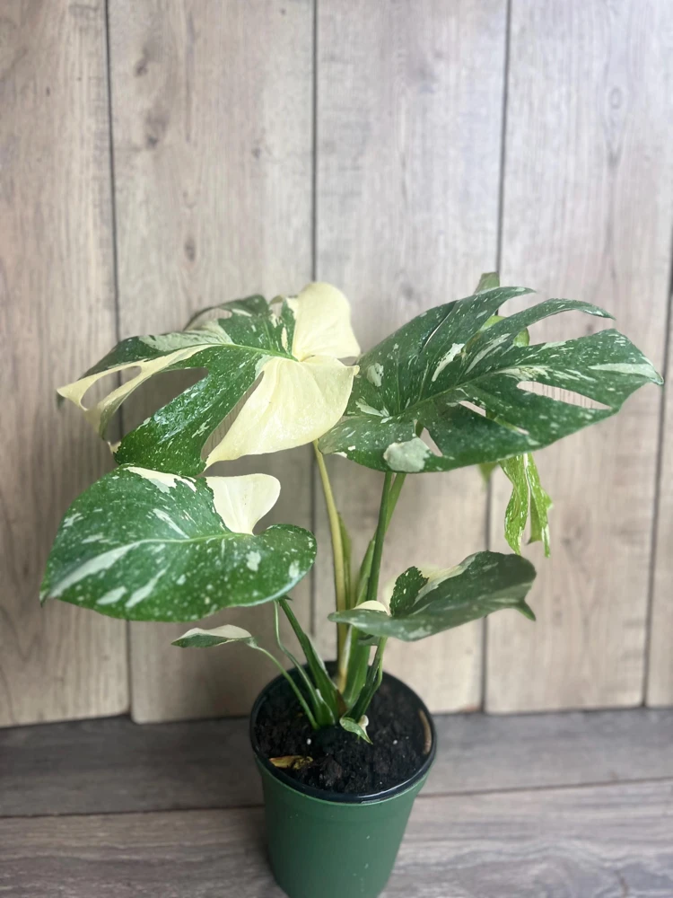 Large, Monstera Thai Constellation' in 6" POT, Thai Con. - Image 3