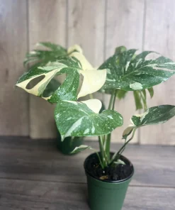 Large, Monstera Thai Constellation' in 6