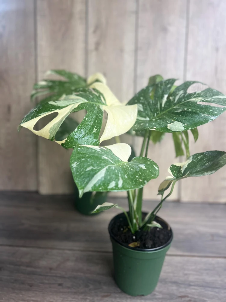 Large, Monstera Thai Constellation' in 6" POT, Thai Con. - Image 4