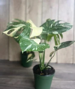 Large, Monstera Thai Constellation' in 6