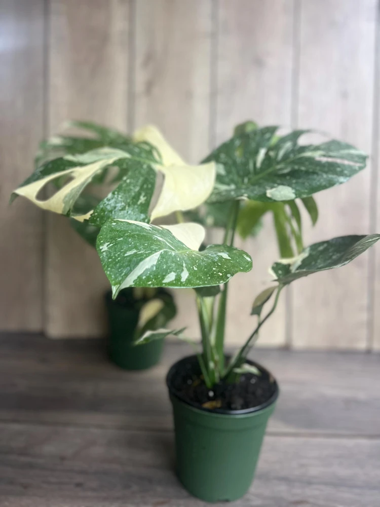 Large, Monstera Thai Constellation' in 6" POT, Thai Con. - Image 5
