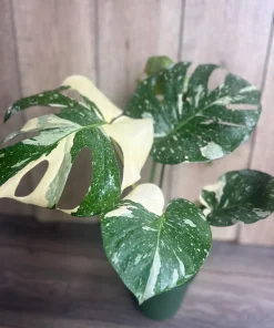 Large, Monstera Thai Constellation' in 6