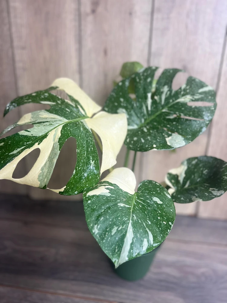 Large, Monstera Thai Constellation' in 6" POT, Thai Con. - Image 8