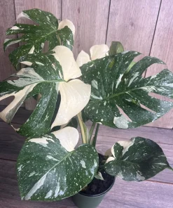 Large, Monstera Thai Constellation' in 6