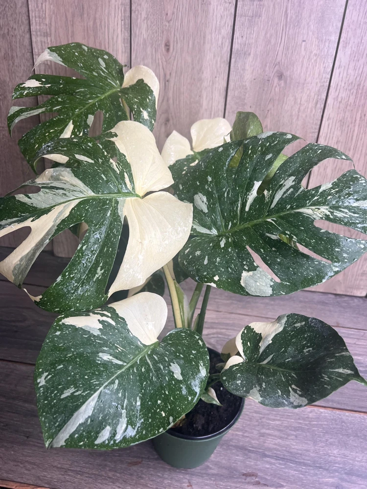 Large, Monstera Thai Constellation' in 6" POT, Thai Con. - Image 9