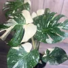 Large, Monstera Thai Constellation' in 6" POT, Thai Con. - Image 1