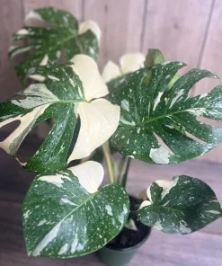 Large, Monstera Thai Constellation' in 6