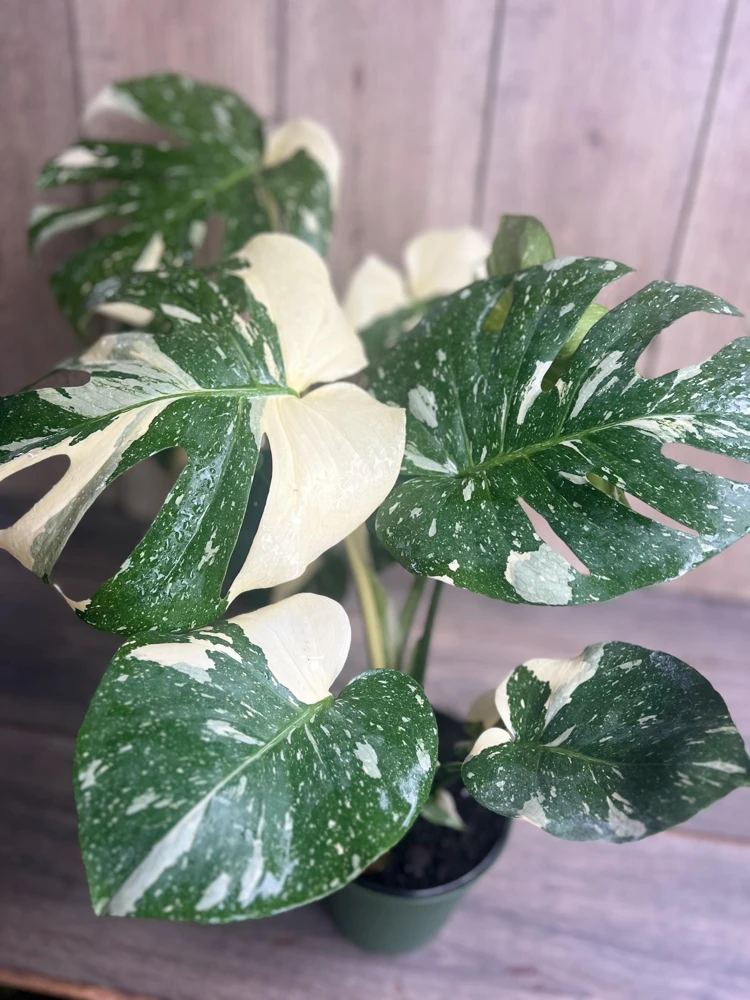 Large, Monstera Thai Constellation' in 6" POT, Thai Con. - Image 1