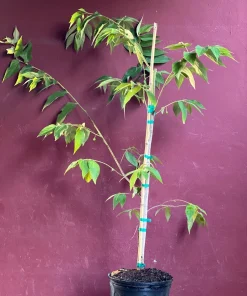 Large Muntingia calabura ,Strawberry Tree in 10” Pot, Jamaican Strawberry, Kersen - Image 2