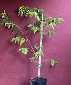 Large Muntingia calabura ,Strawberry Tree in 10” Pot, Jamaican Strawberry, Kersen - Image 3