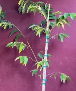 Large Muntingia calabura ,Strawberry Tree in 10” Pot, Jamaican Strawberry, Kersen - Image 4