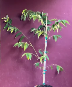 Large Muntingia calabura ,Strawberry Tree in 10” Pot, Jamaican Strawberry, Kersen - Image 5