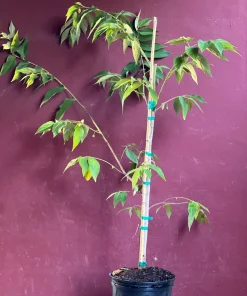 Large Muntingia calabura ,Strawberry Tree in 10” Pot, Jamaican Strawberry, Kersen - Image 6