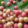 Large Muntingia calabura ,Strawberry Tree in 10” Pot, Jamaican Strawberry, Kersen - Image 1