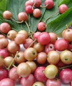 Large Muntingia calabura ,Strawberry Tree in 10” Pot, Jamaican Strawberry, Kersen - Image 1