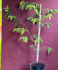 Large Muntingia calabura ,Strawberry Tree in 10” Pot, Jamaican Strawberry, Kersen - Image 7