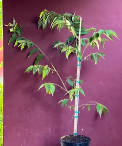Large Muntingia calabura ,Strawberry Tree in 10” Pot, Jamaican Strawberry, Kersen - Image 8