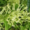 Large Night Blooming Jasmine in 3 gallons Pot, Cestrum nocturnum - Image 1